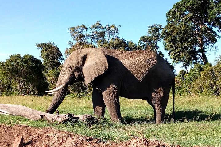 3 days Amboseli and Tsavo National park tours